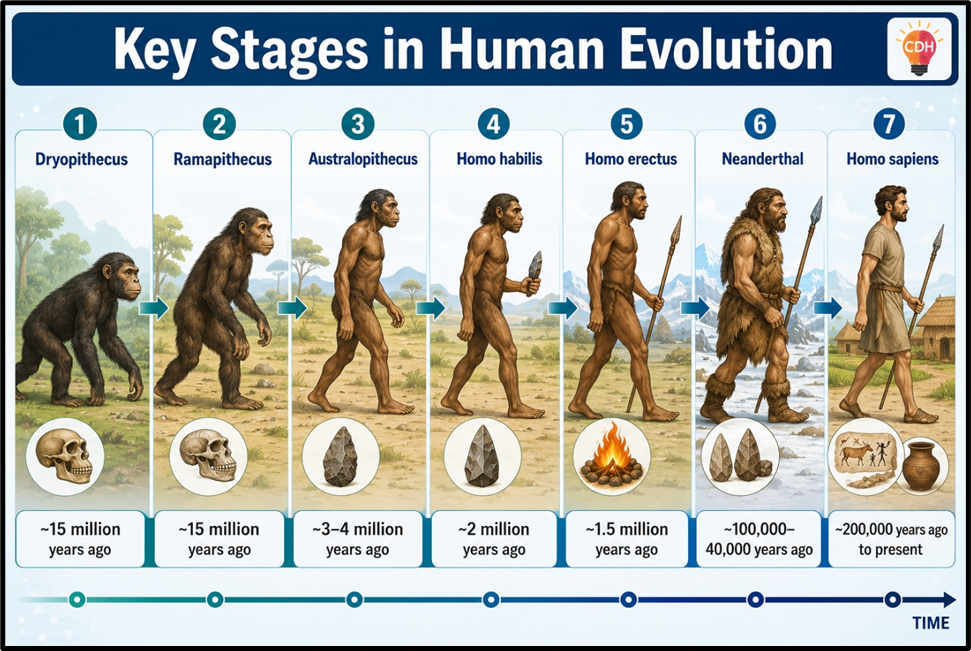 Key Stages in Human Evolution